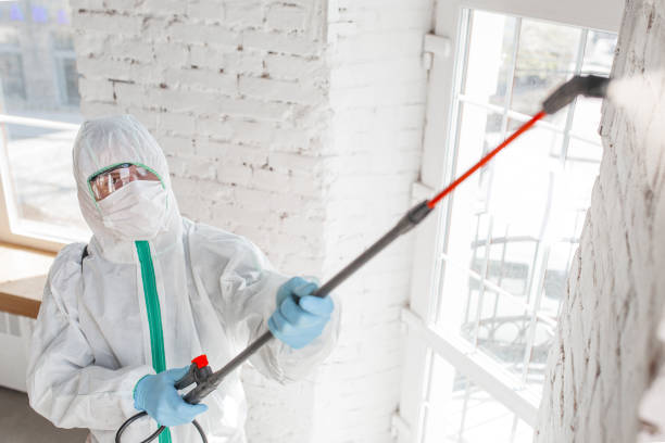 Reliable Chuluota, FL Mold Removal Solutions