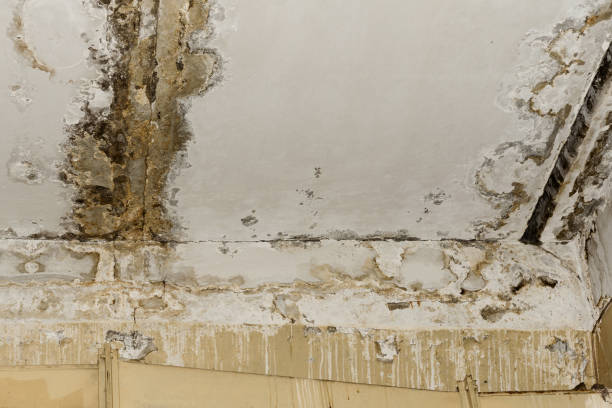 Best Water Damage & Mold Remediation  in Chuluota, FL