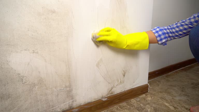 Best Basement Mold Removal  in Chuluota, FL