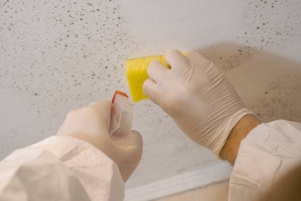 Best Airborne Mold Testing  in Chuluota, FL