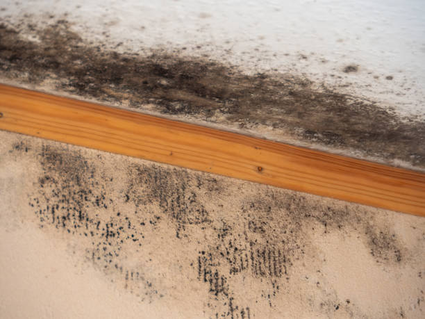 Best Post-Remediation Verification Testing  in Chuluota, FL