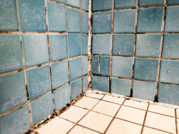 Best Forensic Mold Investigation  in Chuluota, FL