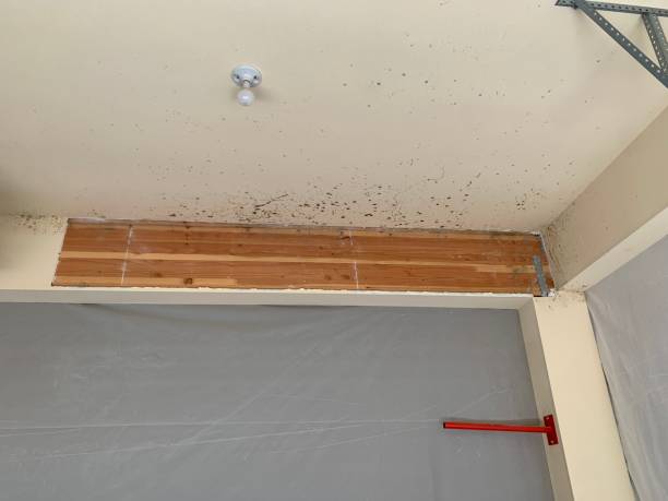 Best Mold-Related Health Consultation  in Chuluota, FL