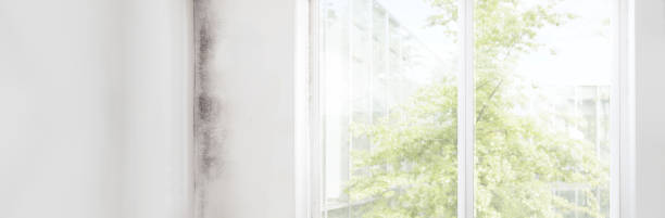 Best Mold Prevention Services  in Chuluota, FL