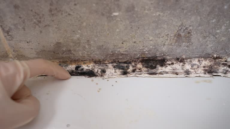 Best Biohazard Mold Removal  in Chuluota, FL